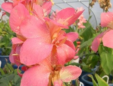 Canna, Canna Lily Candy Festival