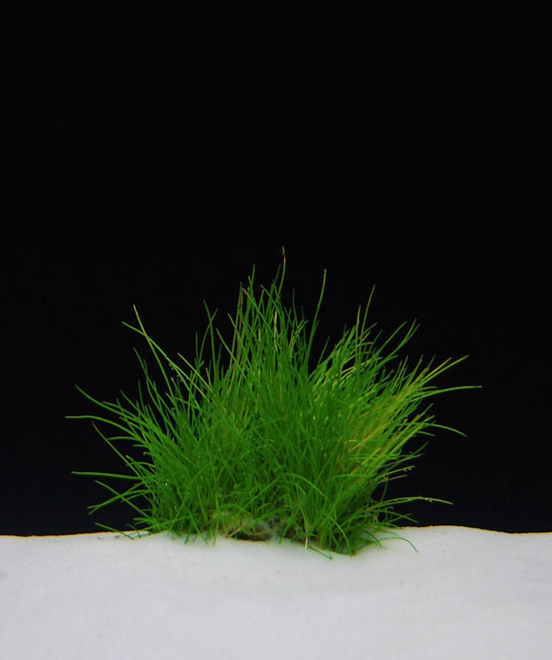 Dwarf Spikerush