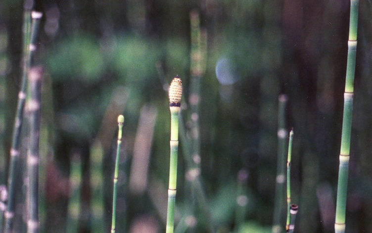 Scouringrush Horsetail