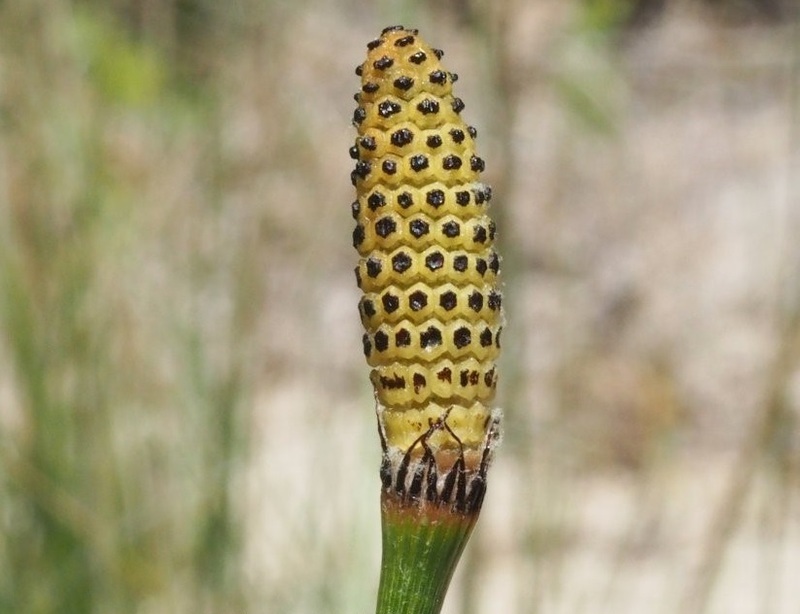 Smooth Horsetail