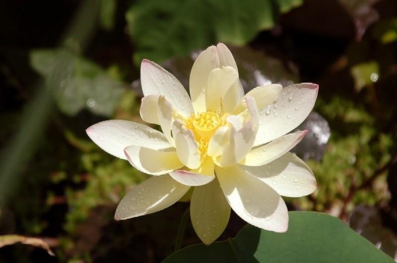 Sacred Water Lily, Lotus Wanshou Hing