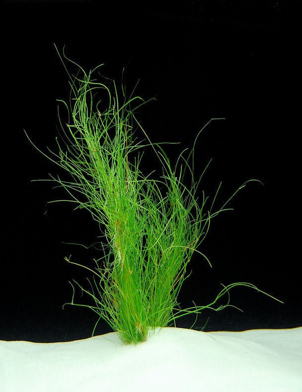 Viviparous Spikerush