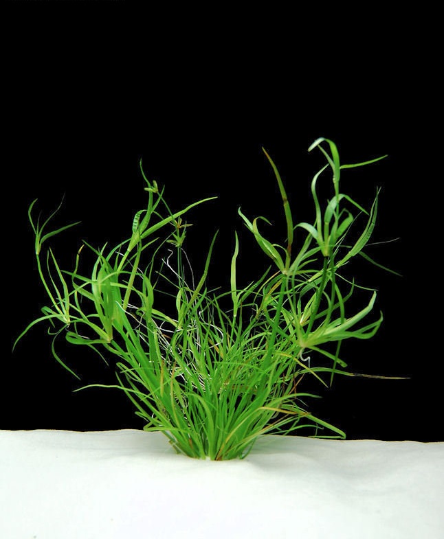 Juncus Species, Lesser Creeping Rush