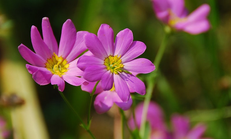 Marsh Rose Gentian