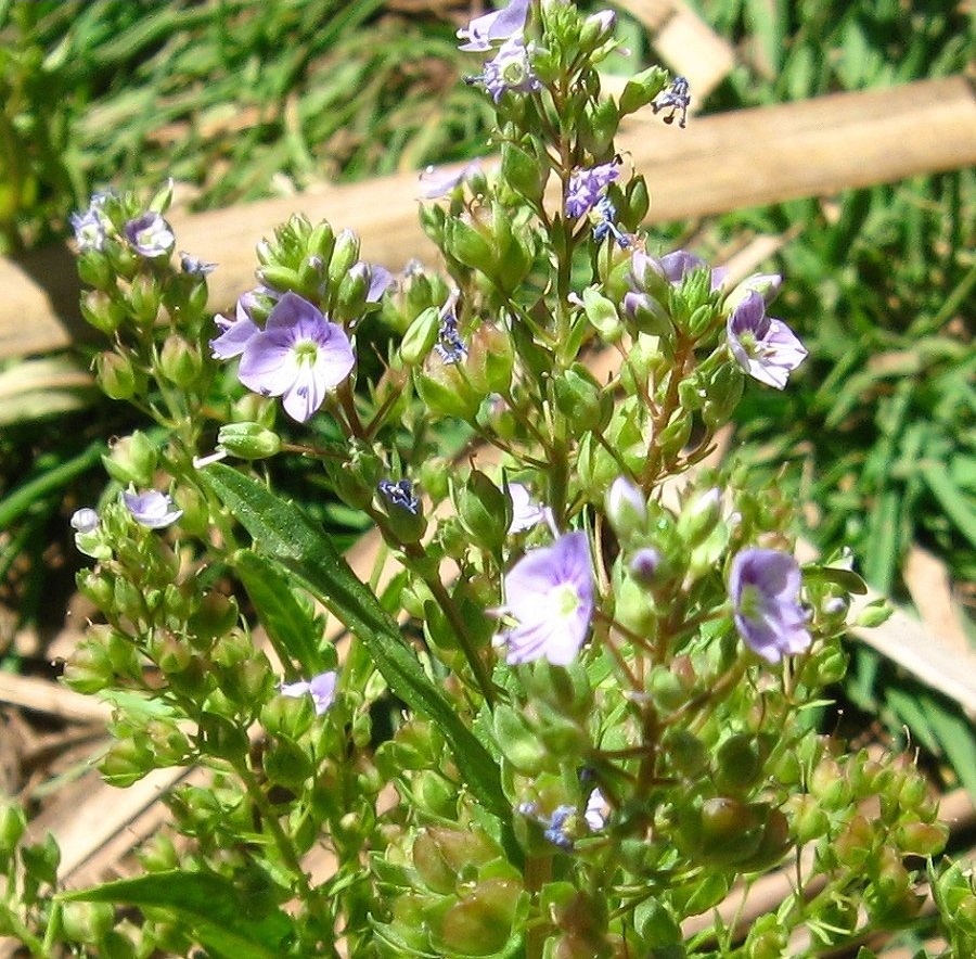 Veronica Species, Water Speedwell