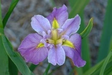 Louisiana Iris Maries Choice