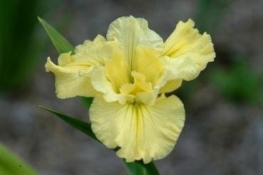 Louisiana Iris Te Aroha