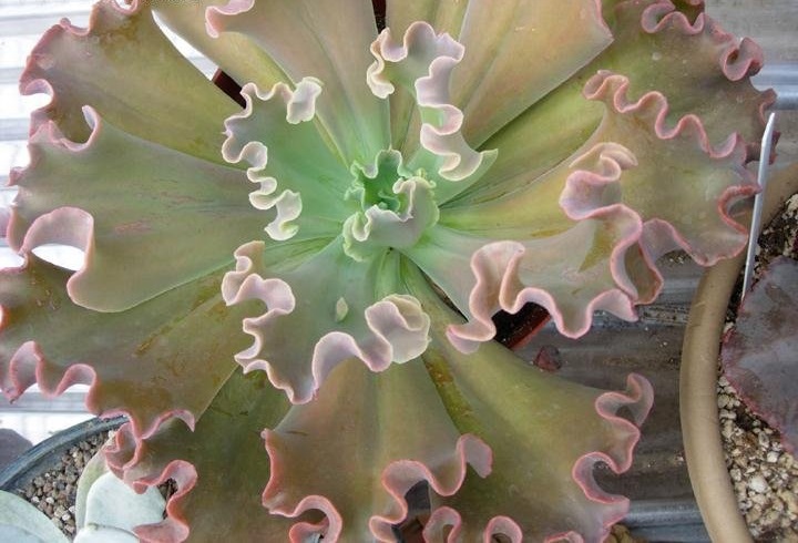 Echeveria Sea Dragon