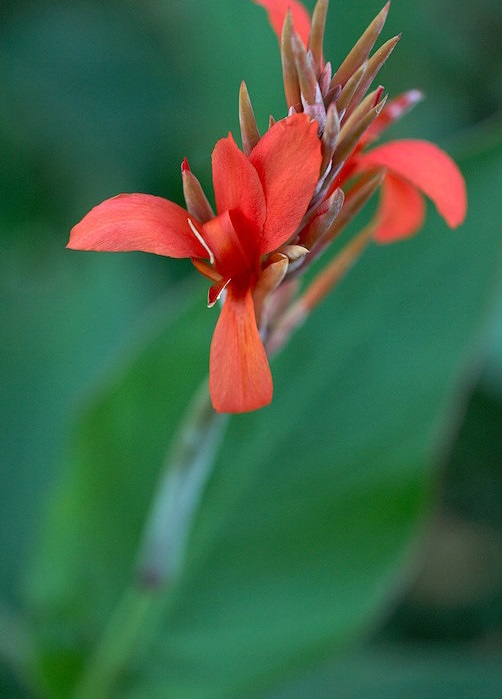 Canna Lily Purple Passion