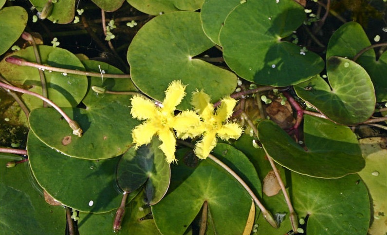 Entire Marshwort