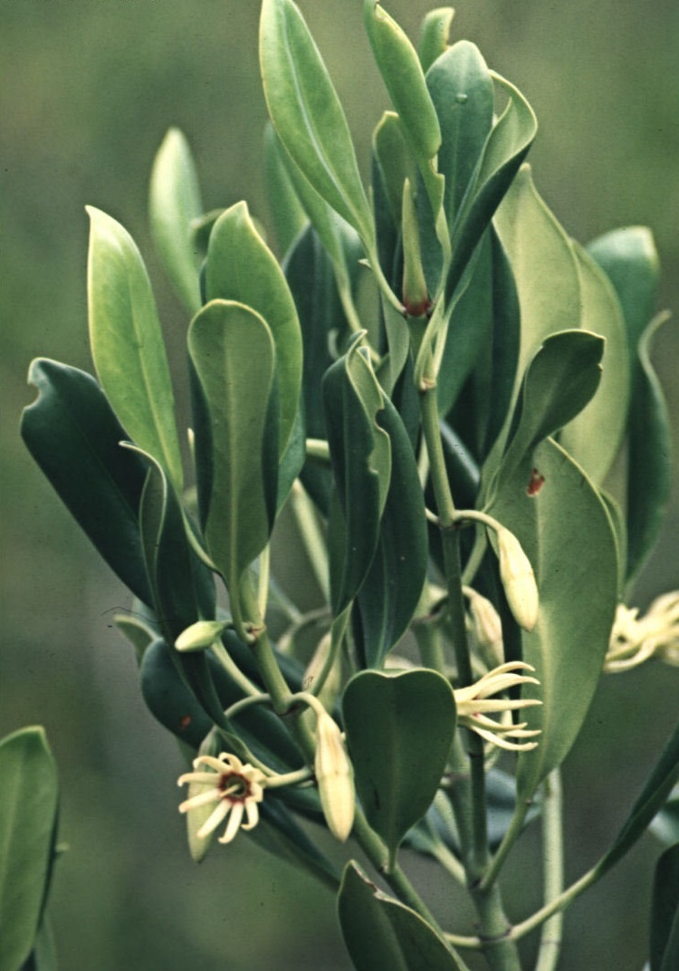 Rib-fruited Orange Mangrove, Small-leafed Orange Mangrove