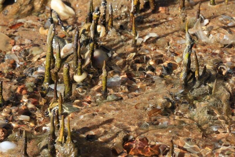 Rhizophora Species, Small-Stilted Mangrove