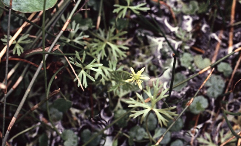 Ranunculus Species, Small River Buttercup, Water Buttercup