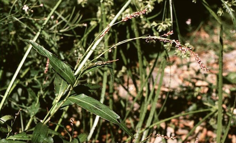 Persicaria Species, Slender Knotweed
