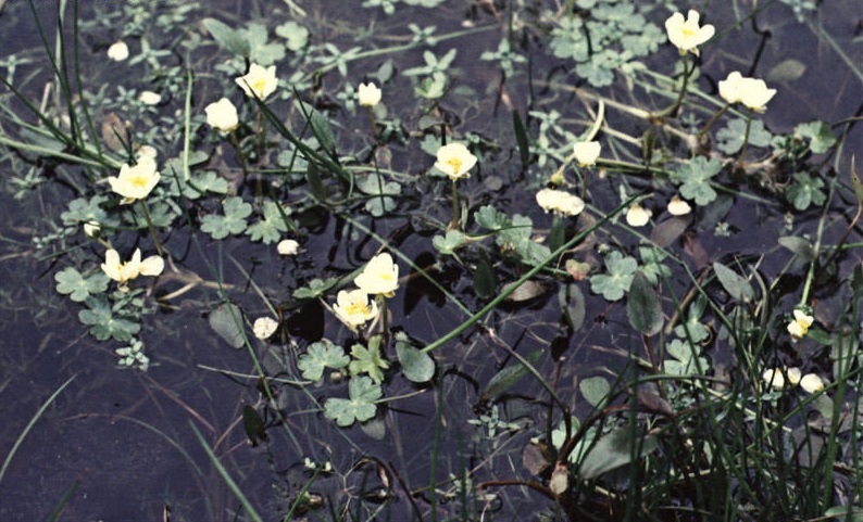 Ranunculus Species, Pond Water Crowfoot