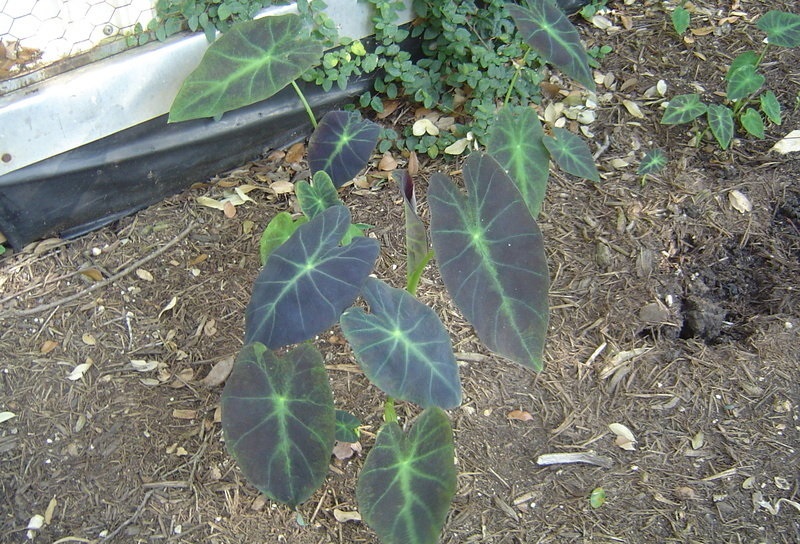 Colocasia, Elephant Ear, Imperial Taro Black Beauty