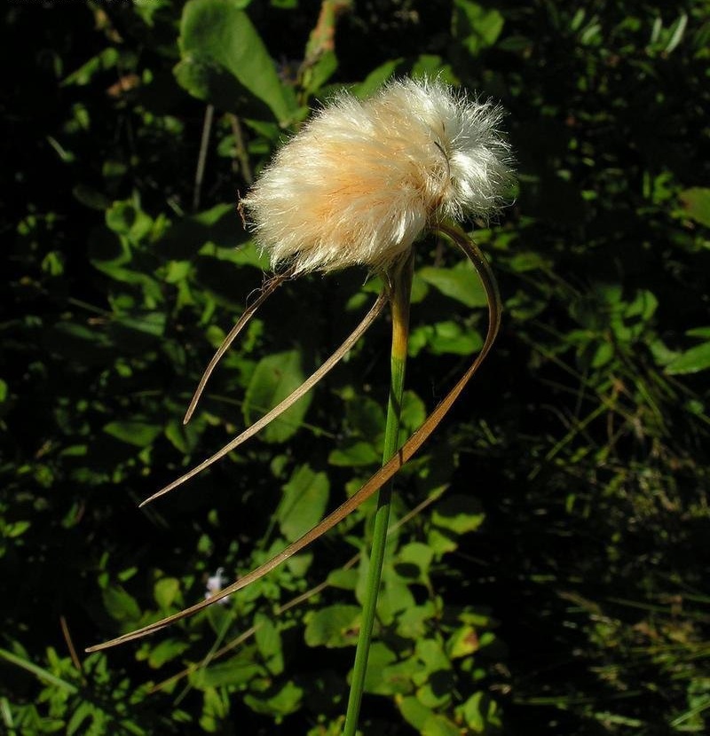 Tawny Cottongrass