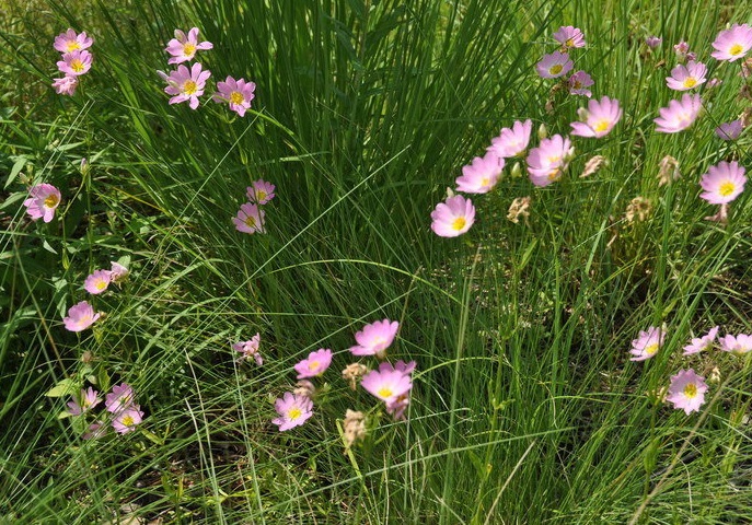 Sabatia Species, Plymouth Gentian, Plymouth Rose Gentian