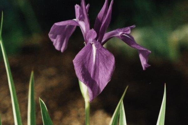 Rabbit-Ear Iris, Japanese Water Iris Variegata