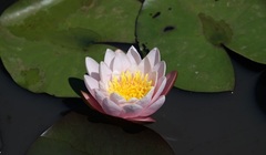 Hardy Water Lily, Waterlily 'Denver's Delight'