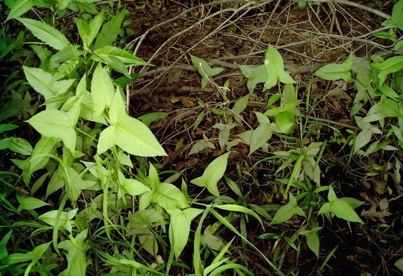 Persicaria Species, Halberd-Leaved Tearthumb, Tear-Thumb