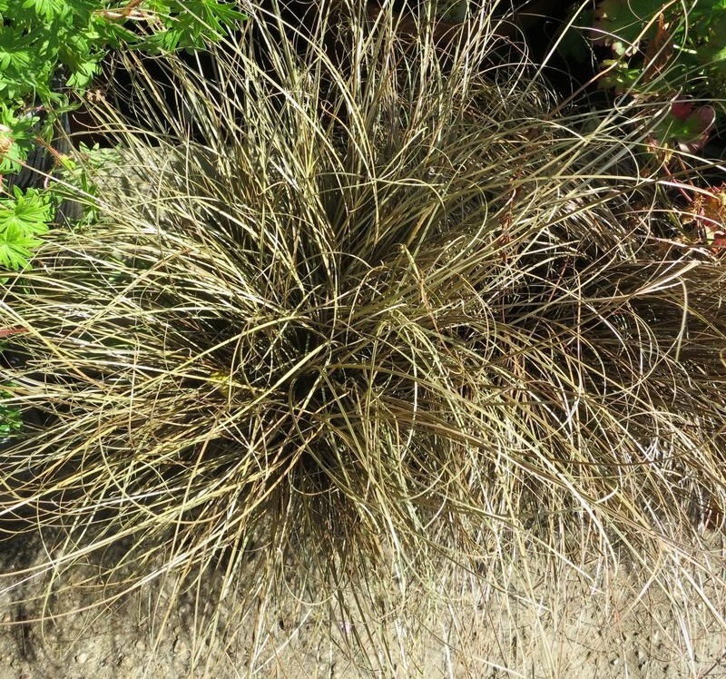 Petries Brown Sedge, Dwarf Brown New Zealand Sedge