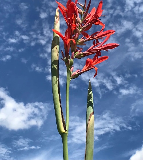 Canna, Canna Lily Hummerhaven