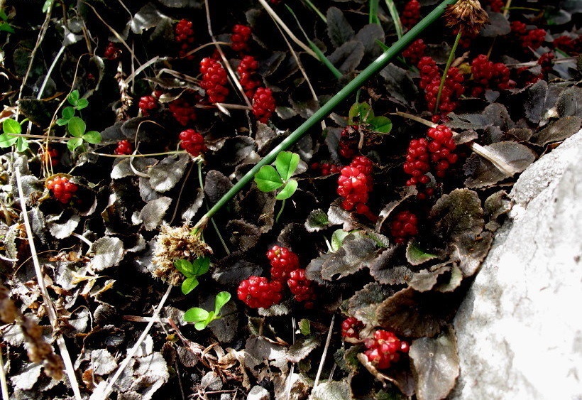 Gunnera Species