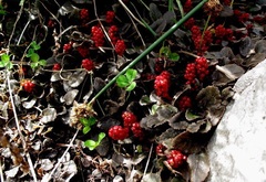 Gunnera Species