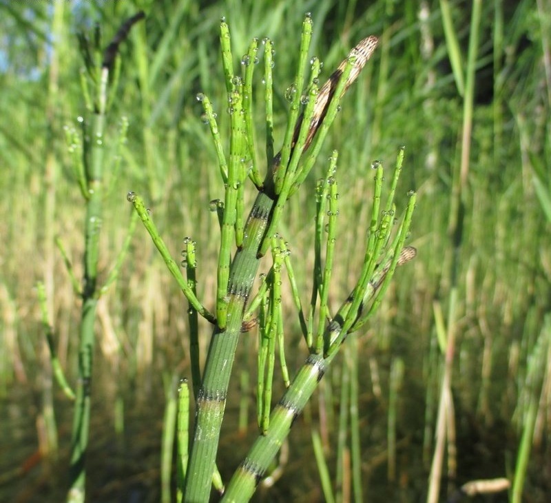 Swamp Horsetail