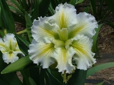 Louisiana Iris Edna Grace