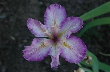 Louisiana Iris Elaine Bourque