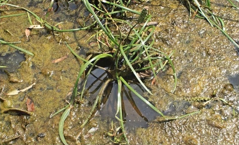 Eastern Water Ribbons