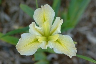 Louisiana Iris First Lime