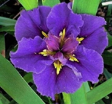 Louisiana Iris For Madelaine