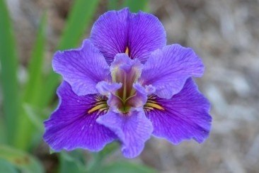 Louisiana Iris Migrant Home