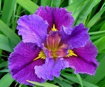 Louisiana Iris Our Yvette
