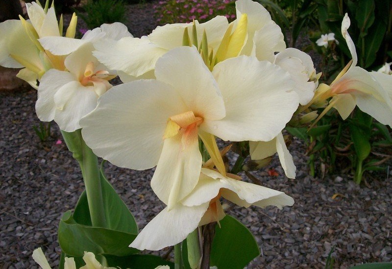 Canna, Canna Lily Alsace