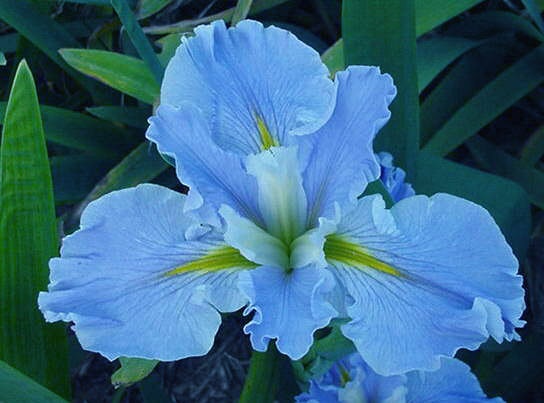 Louisiana Iris Blue Mountain Mist