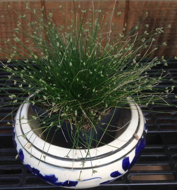 Fiber Optic Grass, Salt Marsh Bulrush WiFi