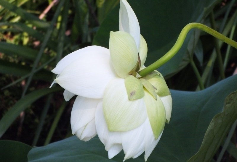 Lotus, Indian Lotus, Sacred Lotus Alba Grandiflora