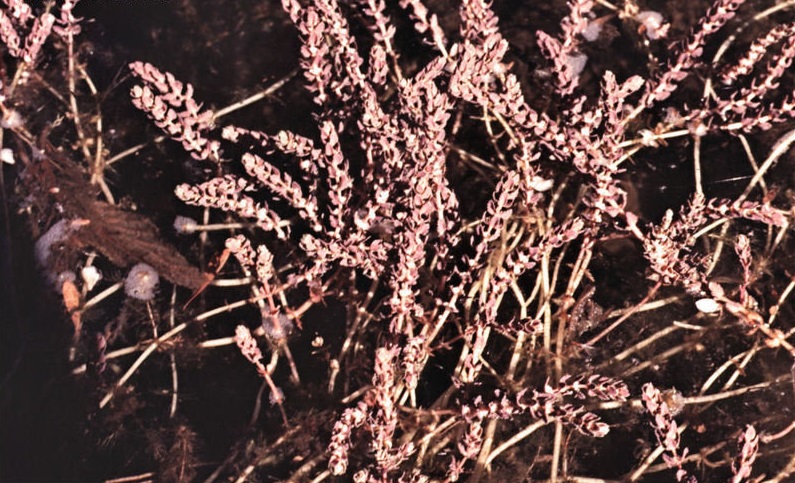 Red Water-milfoil