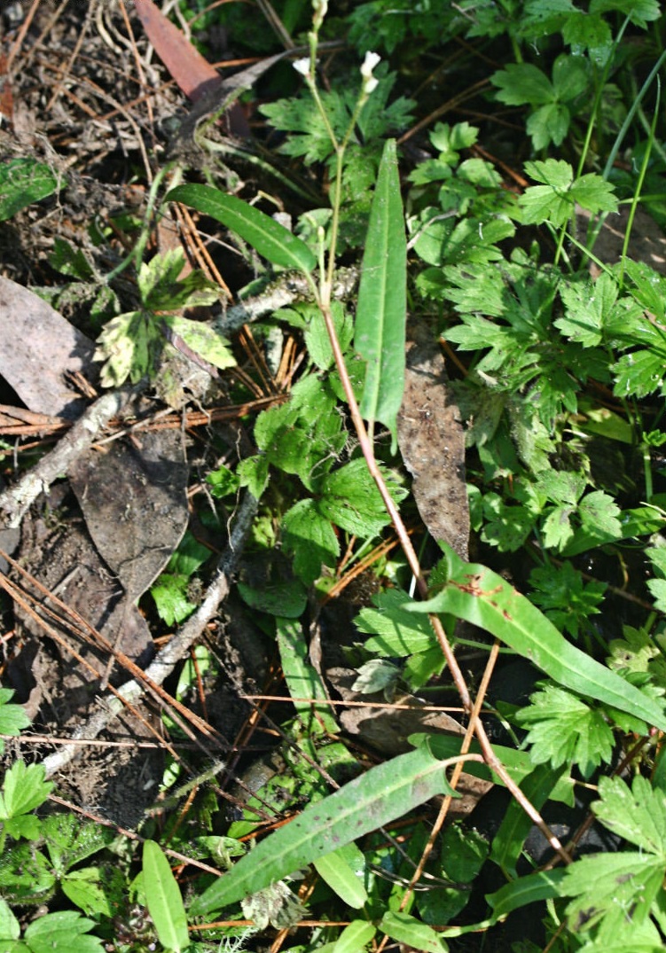 Persicaria Species, Spotted Knotweed