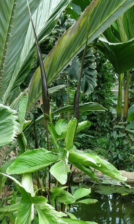 Crytosperma