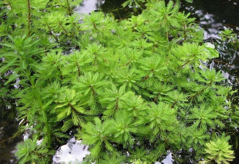 Myriophyllum, Red Stemmed Parrots Feather Red Stem