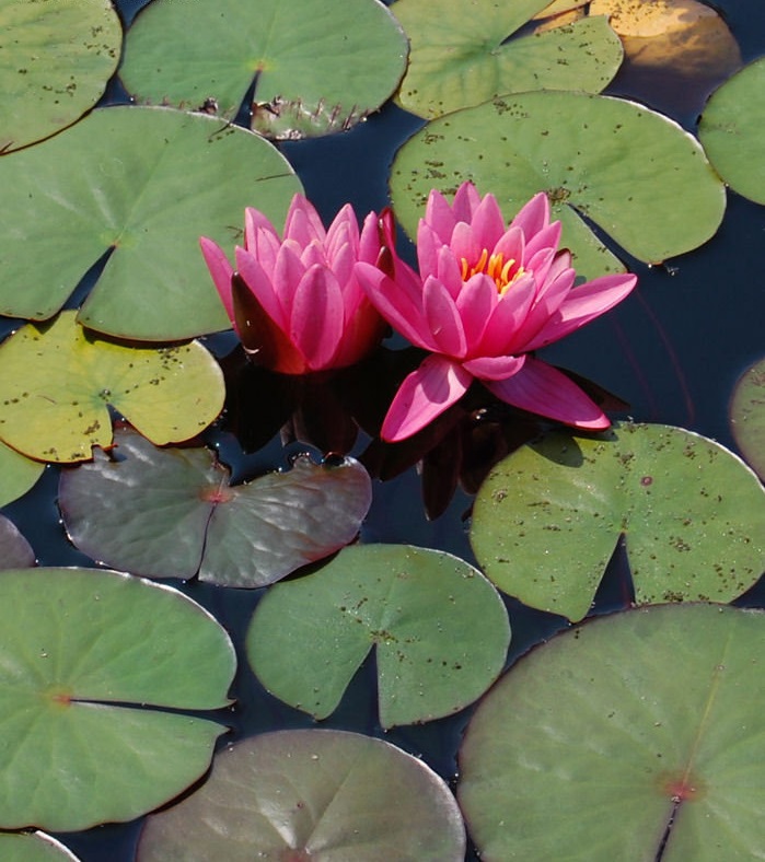 Hardy Water Lily, Waterlily Yul Ling