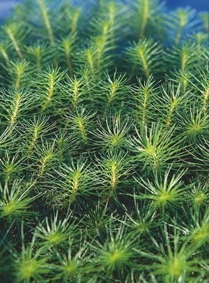 Miniature Parrots Feather, Water Milfoil