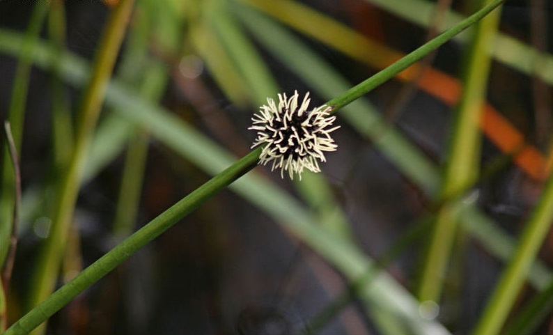 Bristle-rush, Southern Bristle-sedge