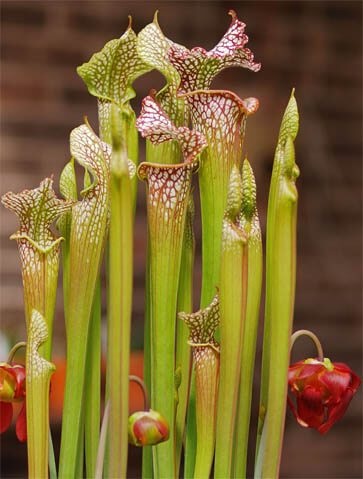 Sarracenia Species, Common Pitcher Plant