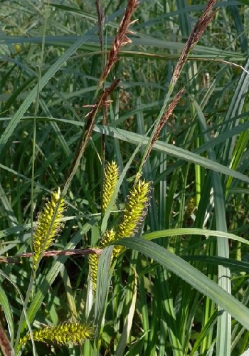 Common Lake Sedge